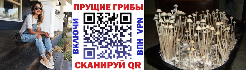 Купить закладки  Давлеканово  Псилоцибиновые грибы Psilocybe 